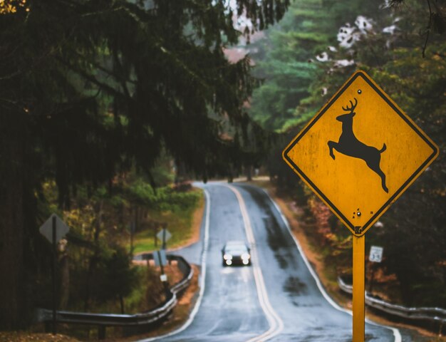 Foto una señal de cruce de ciervos en el camino del bosque