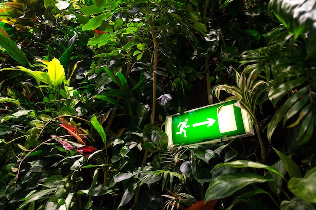 Señal de salida verde brillante en el jardín vertical de la pared verde viva