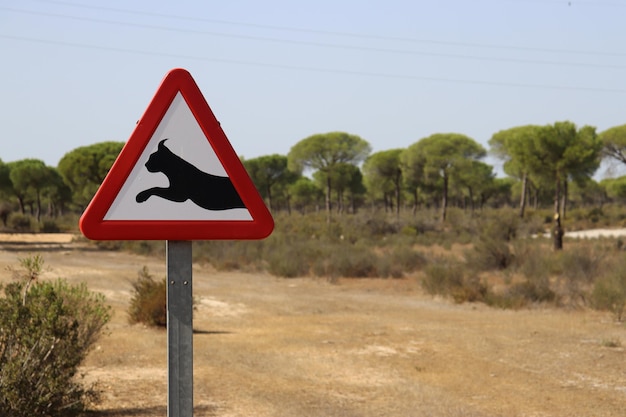 Señal de tráfico que advierte del paso del lince en España