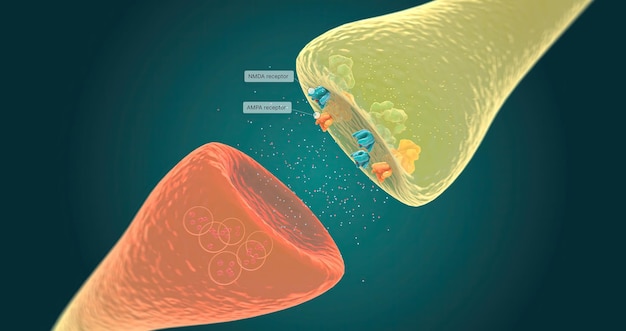 La señal se transmite a lo largo de la vía del dolor de neurona a neurona con la ayuda de muchos receptores y neurotransmisores.