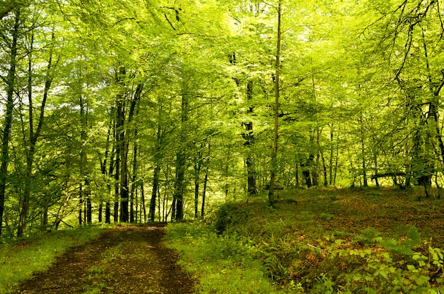 Senderismo pista forestal bajo la cúpula del bosque, bosque de hayas de Cea, Asturias.