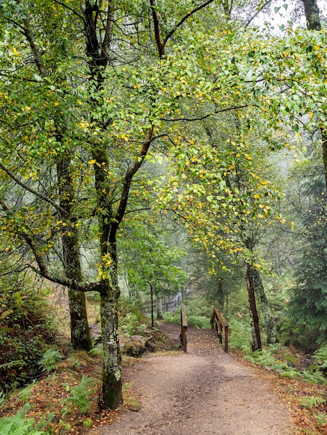 Un sendero se adentra en un bosque pasando por un puente de madera Paisaje otoñal con muchos colores