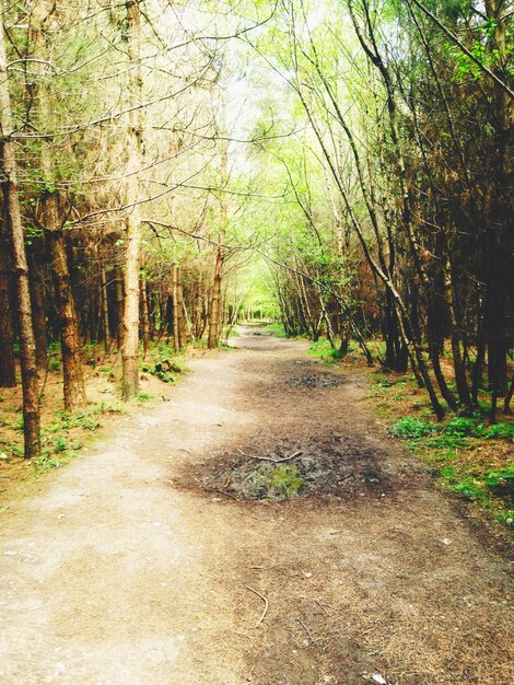 Foto un sendero entre árboles en el bosque