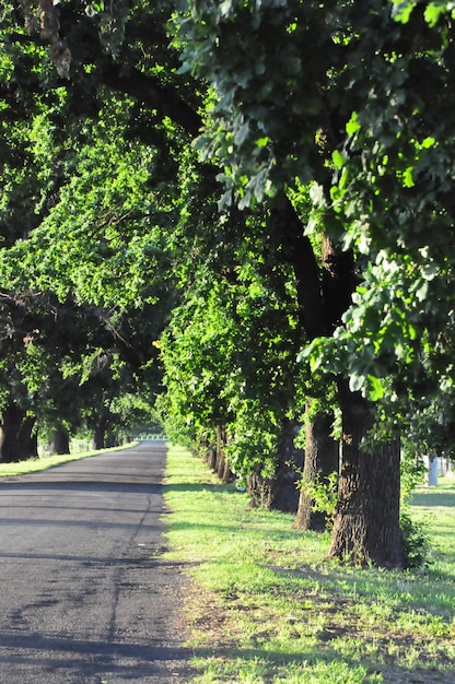 Foto un sendero entre los árboles