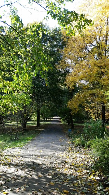 Un sendero entre los árboles