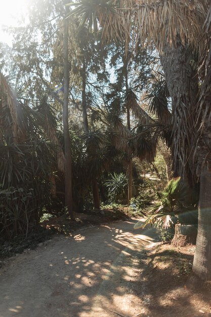 Foto sendero de arena con palmeras y plantas en el parque exótico de la selva en lisboa portugal