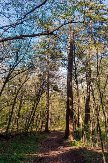 Un sendero en el bosque con un árbol a la izquierda y un cielo azul al fondo.