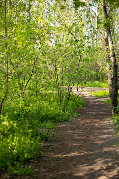 Un sendero en el bosque con árboles y un camino.