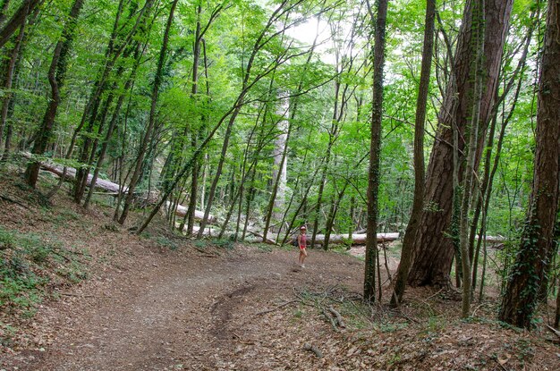 Foto un sendero en el bosque con una bandera roja a la izquierda.