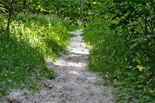 sendero en el bosque cubierto con una capa de pelusa de álamo con rayos de sol