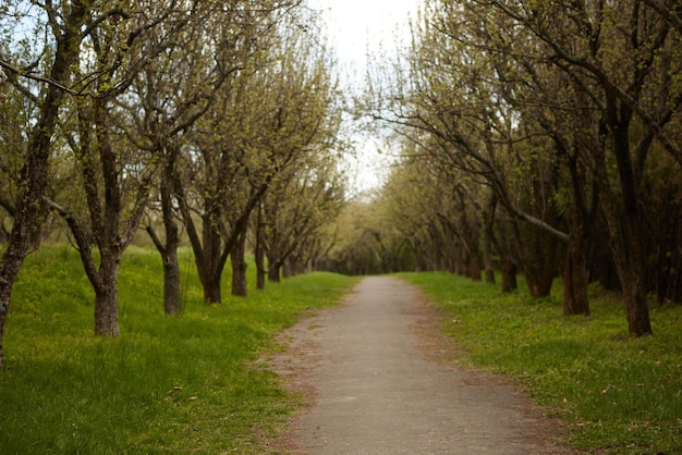 Sendero del bosque en un día soleado de primavera