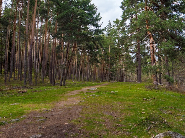 Foto sendero en un bosque mágico