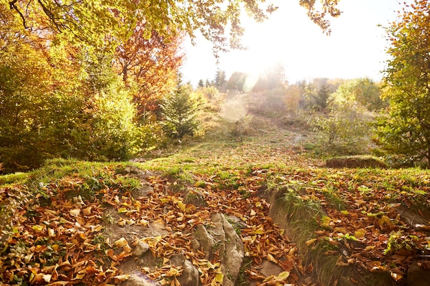 Sendero en el bosque de otoño Montañas de los Cárpatos Ucrania Rutas de senderismo y senderismo en la cresta de Borzhava Zona rural de las montañas de los Cárpatos en otoño