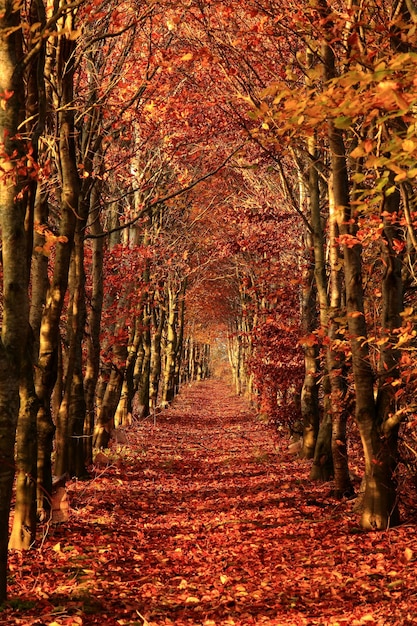 El sendero del bosque en otoño