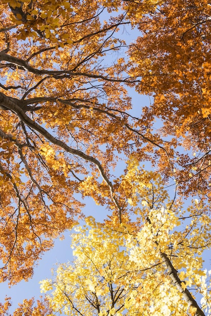 El sendero del bosque en otoño