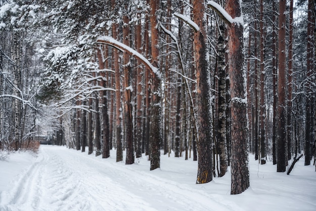 Sendero en un bosque de pinos, invierno