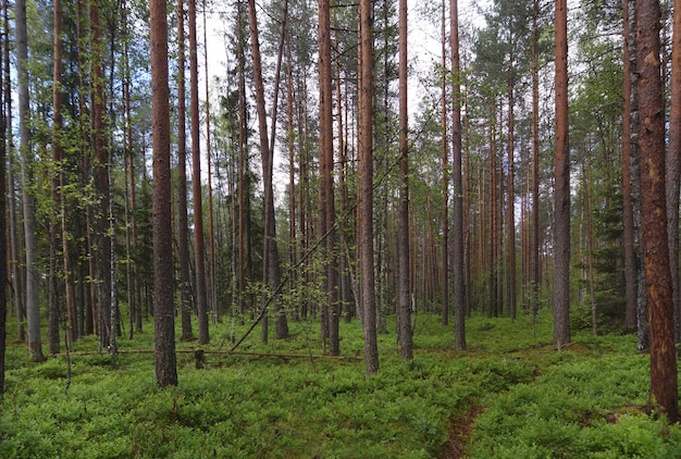 Sendero en un bosque de pinos, mucha vegetación en el suelo, troncos rectos de pinos, verano