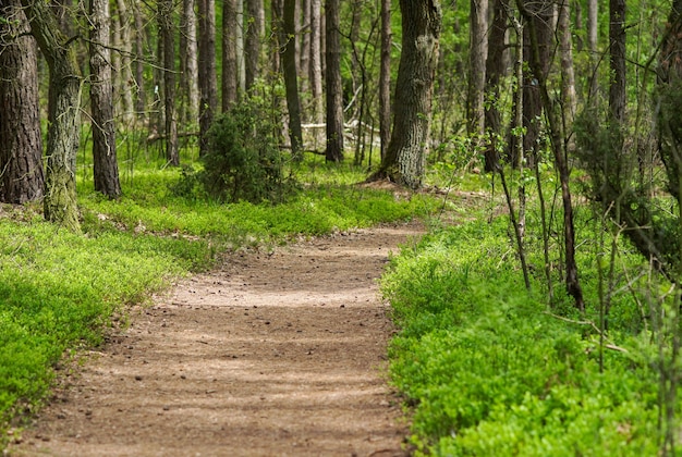 Sendero del bosque de pinos de primavera, despertar de primavera, día soleado para caminar, andar en bicicleta