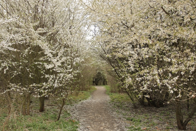 Sendero en bosque de la primavera