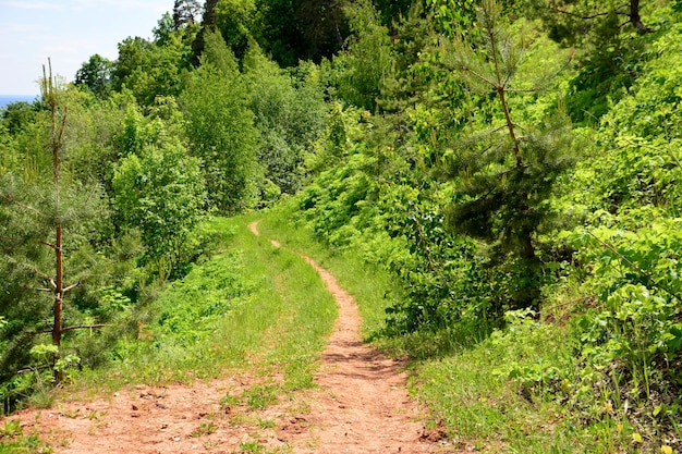 sendero en el bosque que desciende a los pinos verdes