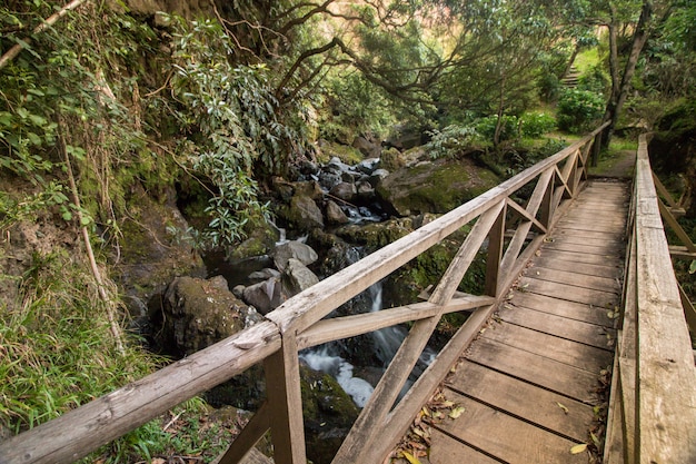 Sendero del bosque de senderismo