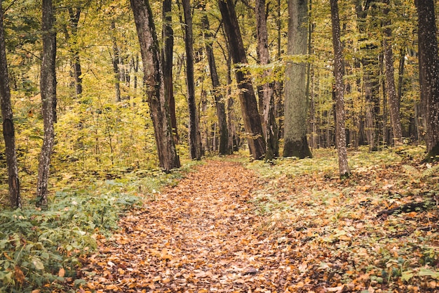 Sendero en el bosque en temporada de otoño.