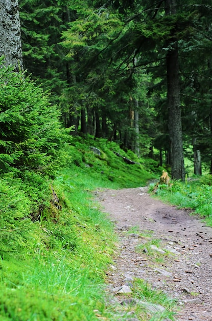 El sendero en un bosque de verano de pino verde montañas de los Cárpatos