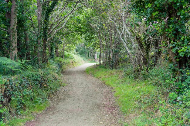 sendero en un bosque