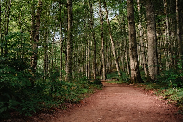 Sendero del bosque