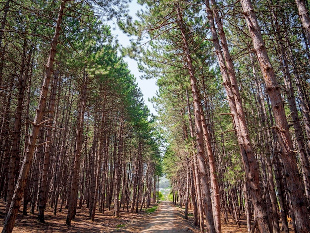 sendero en el bosque