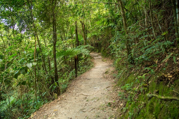 Foto sendero en el bosque