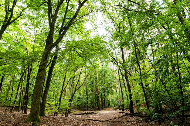 sendero por el bosque