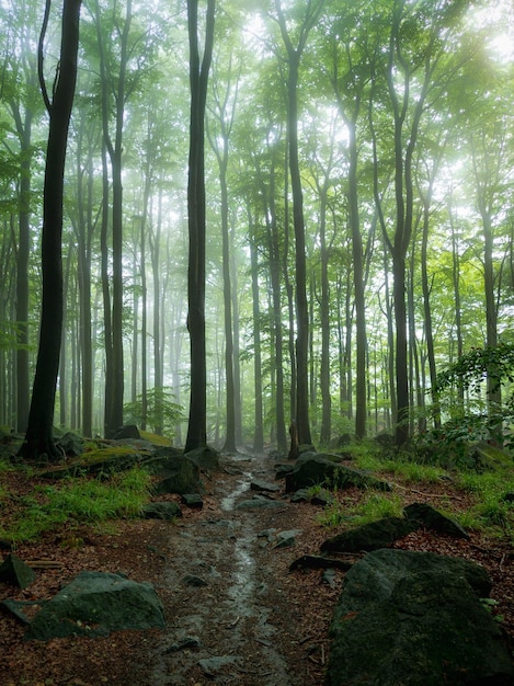 Foto sendero en el bosque