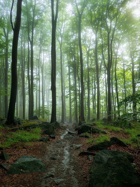 sendero en el bosque