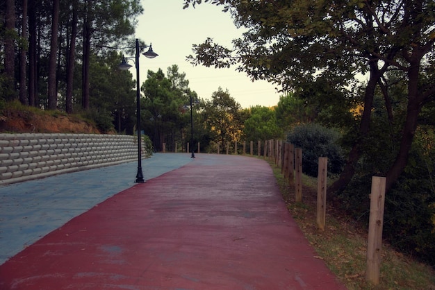 sendero para caminar en el bosque