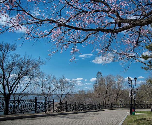 Sendero para caminar en el floreciente parque de la ciudad en un soleado día de primavera Tarjeta postal