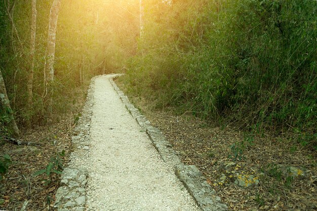 Foto sendero para caminar en una jungla tropical