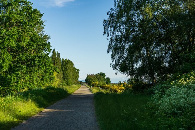 Sendero para caminar en un parque forestal verde soleado día de primavera