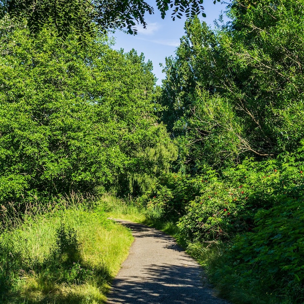 Sendero para caminar en un parque forestal verde soleado día de primavera