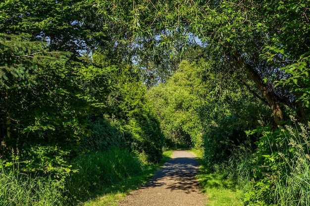 Sendero para caminar en un parque forestal verde soleado día de primavera