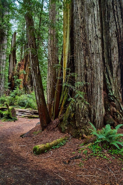 Sendero para caminatas en Redwoods junto a un grupo de árboles