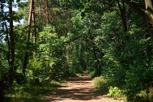 sendero en el camino del bosque callejón en el parque