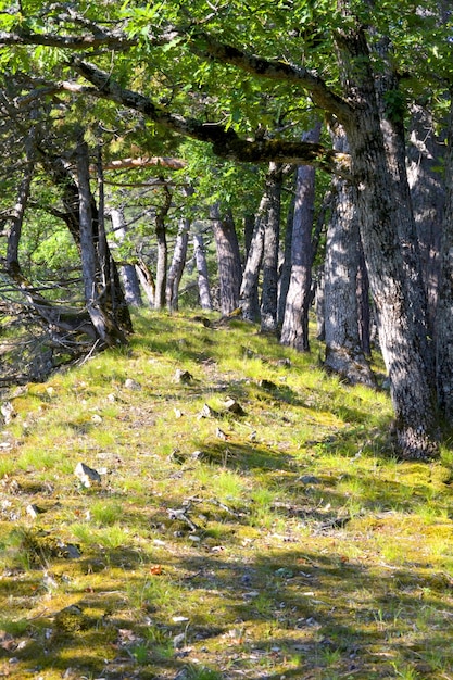 Sendero, camino, camino en el bosque de las montañas de Crimea, las rocas se encuentran en la hierba crece hierba verde