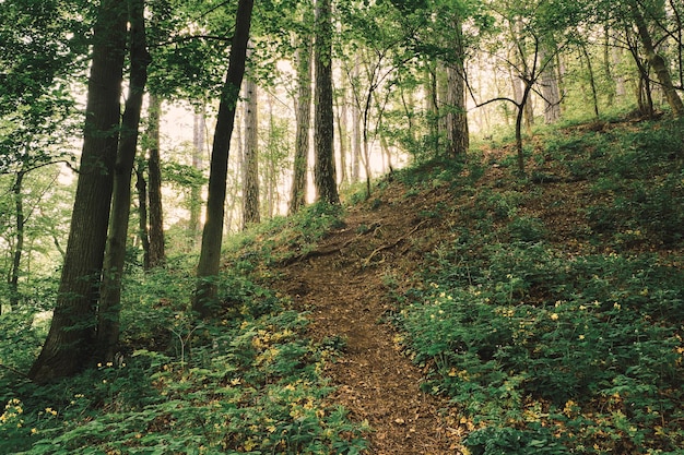 Sendero hasta la colina en el bosque