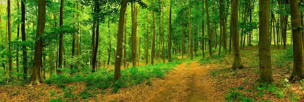 Sendero en el colorido bosque verde de primavera en Hungría