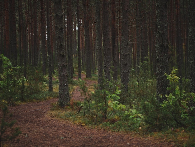 Sendero para correr en el bosque de pinos