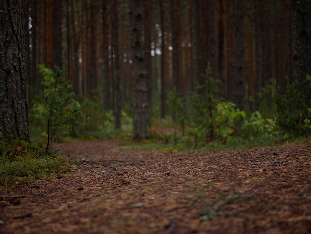 Sendero para correr en el bosque de pinos