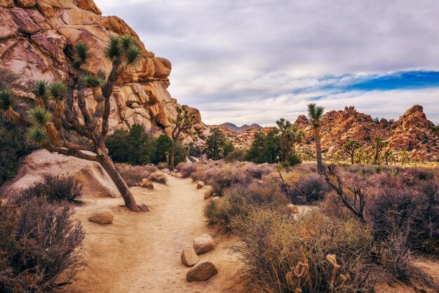 Sendero del desierto en el Parque Nacional Joshua Tree