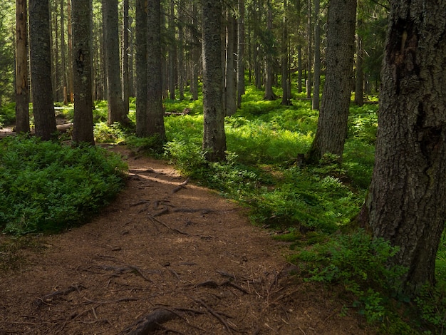 Sendero escénico lleno de raíces en medio del bosque de coníferas de madera