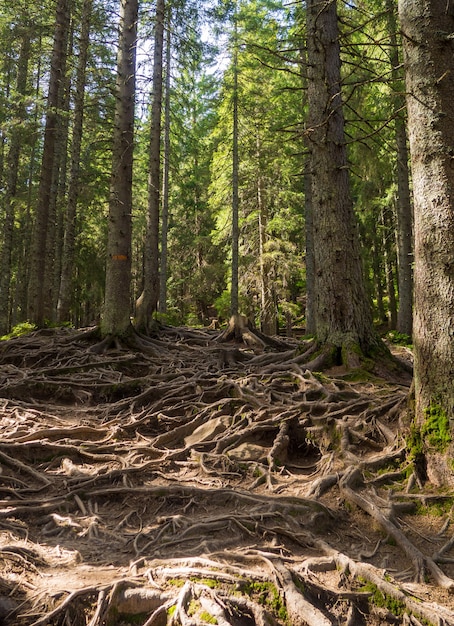 Sendero escénico lleno de raíces en medio del bosque de coníferas de madera